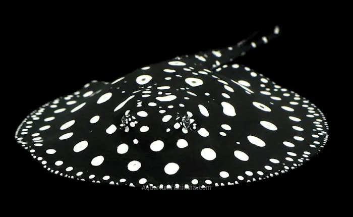 PREDATORY FINS Picture 7