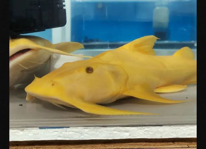 PREDATORY FINS Picture 4