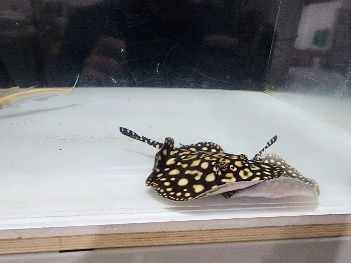 PREDATORY FINS Picture 10