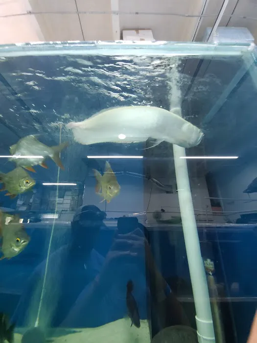 PREDATORY FINS Picture 8