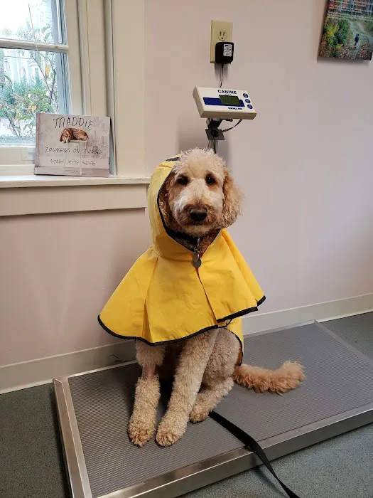 Berwyn Veterinary Center For Integrative Medicine Picture 10