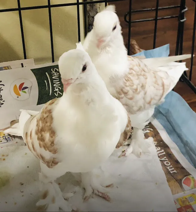 The Wellwood Pigeon Store Picture 1