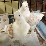 The Wellwood Pigeon Store