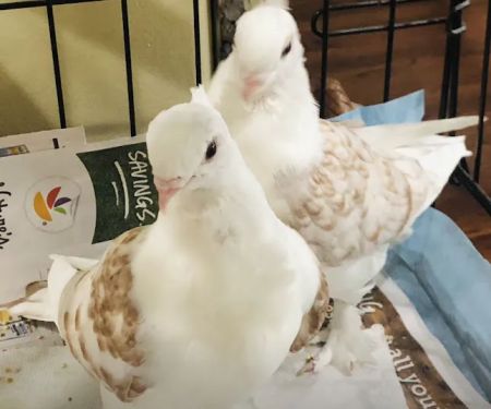 The Wellwood Pigeon Store
