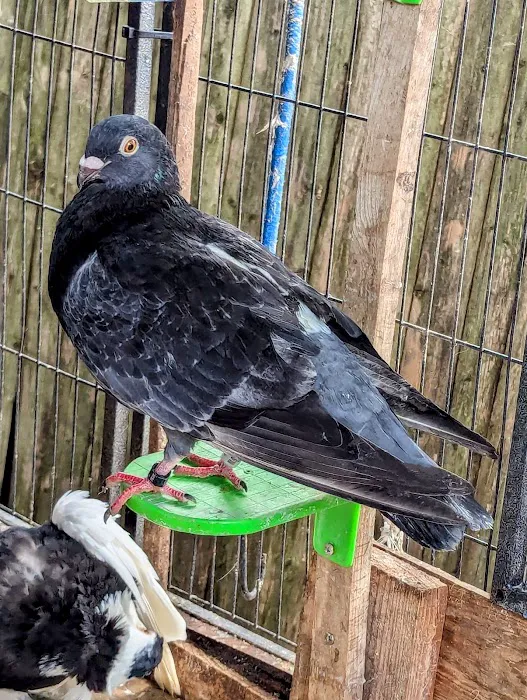 The Wellwood Pigeon Store Picture 3