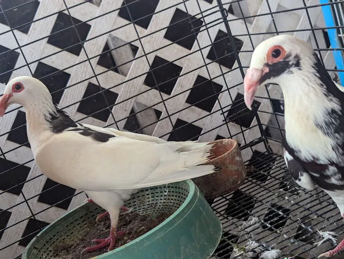 The Wellwood Pigeon Store Picture 5