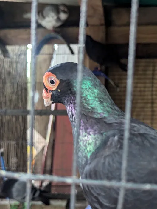 The Wellwood Pigeon Store Picture 7