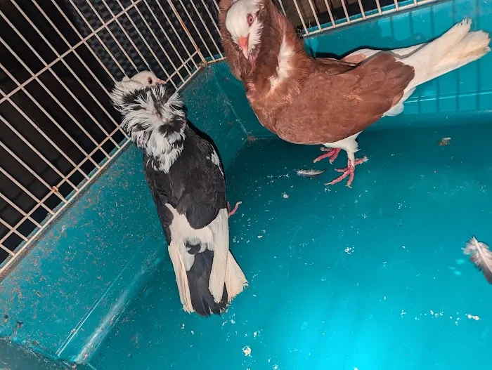 The Wellwood Pigeon Store Picture 8