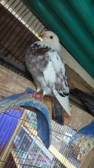 The Wellwood Pigeon Store Picture 4