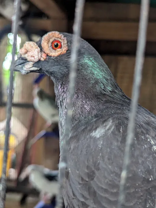 The Wellwood Pigeon Store Picture 9