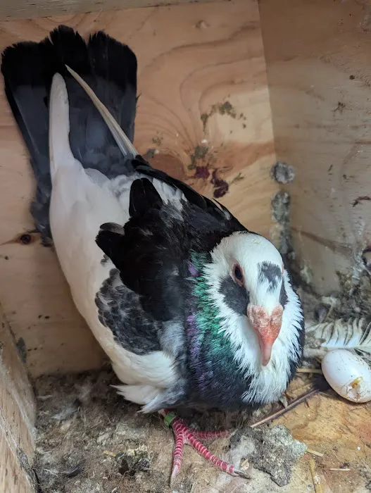 The Wellwood Pigeon Store Picture 10