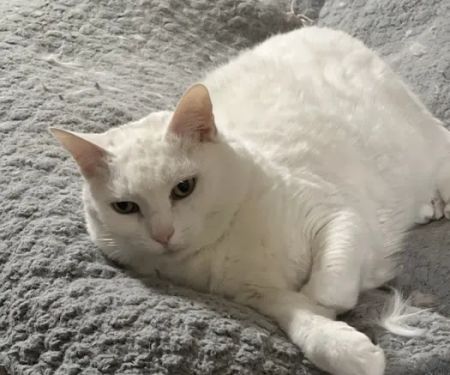UrgentVet