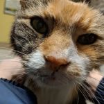 West Chester Veterinary Medical Center