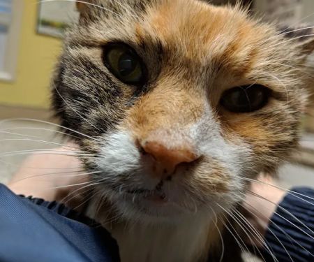 West Chester Veterinary Medical Center