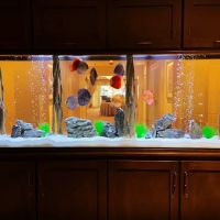 Tank Me Later Aquarium & Pond Services ico