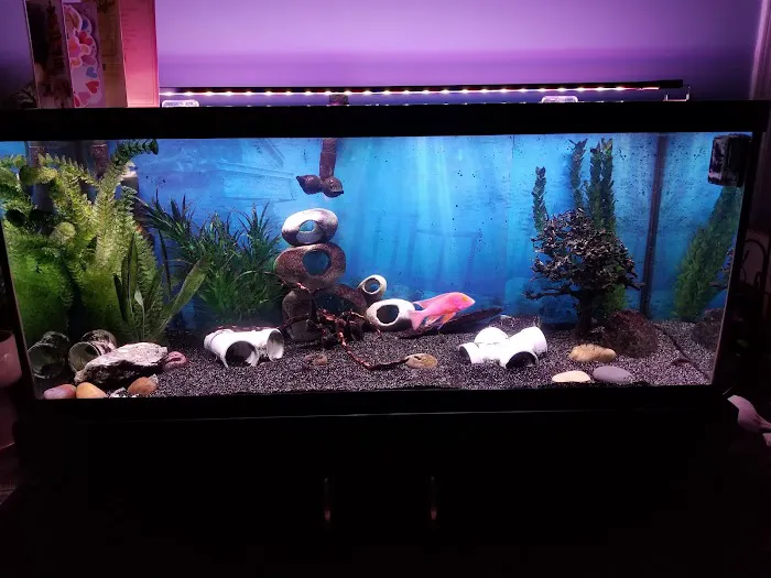 Tank Me Later Aquarium & Pond Services Picture 4