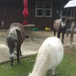 Equine Medical and Surgical Associates