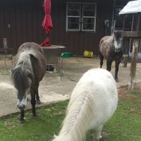 Equine Medical and Surgical Associates ico