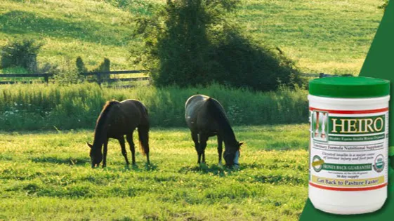 Equine Medical and Surgical Associates Picture 2