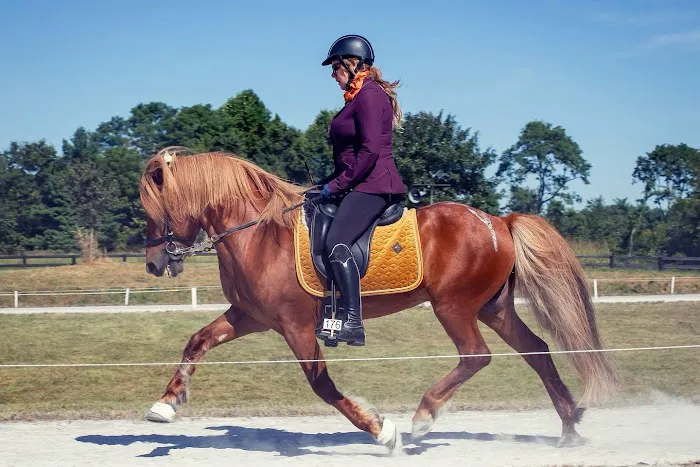 Equine Medical and Surgical Associates Picture 3