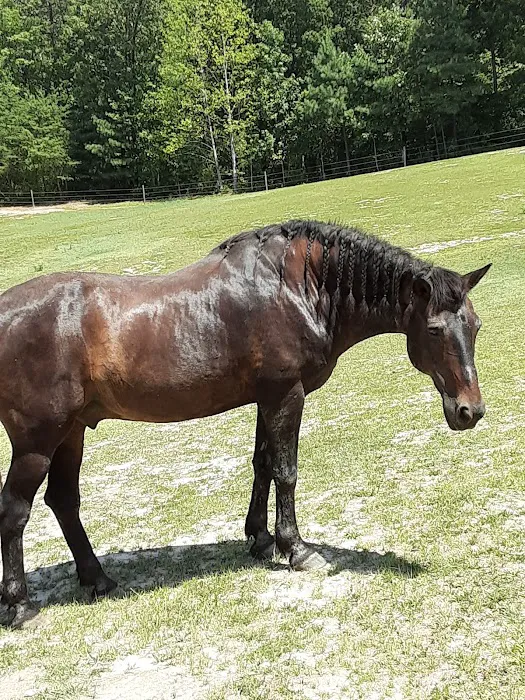 Equine Medical and Surgical Associates Picture 6