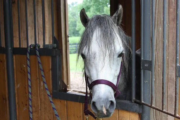 Equine Medical and Surgical Associates Picture 5
