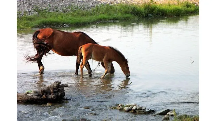 Equine Medical and Surgical Associates Picture 9