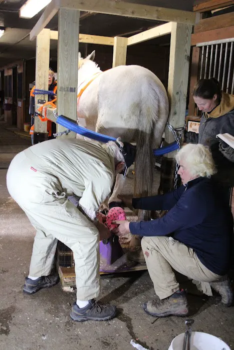 Equine Medical and Surgical Associates Picture 8