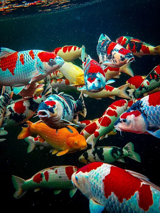Koi Market Aquatic Nursery Picture 2