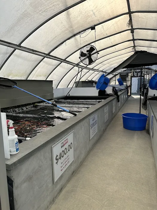 Koi Market Aquatic Nursery Picture 5