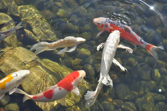 Koi Market Aquatic Nursery Picture 4
