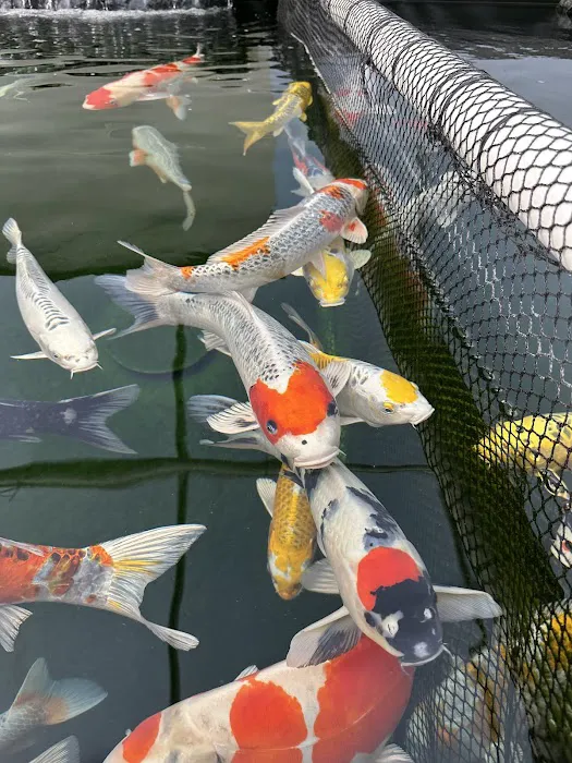 Koi Market Aquatic Nursery Picture 8