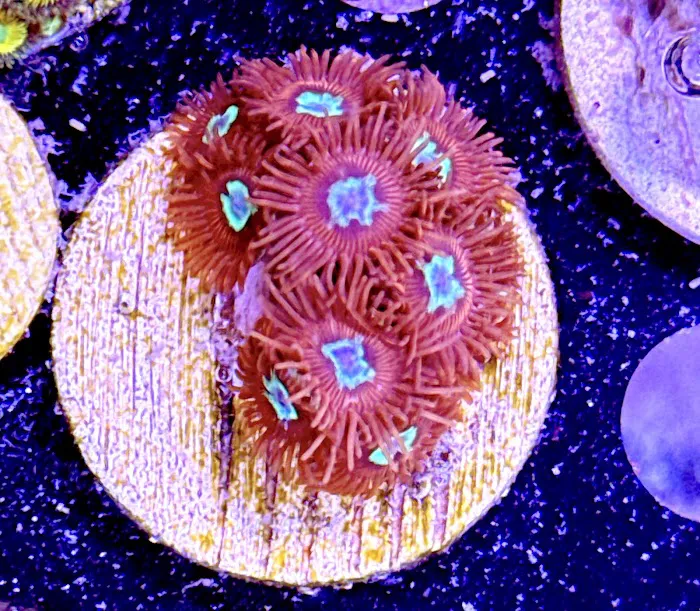 Long Island Corals Picture 1
