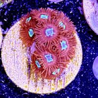 Long Island Corals ico