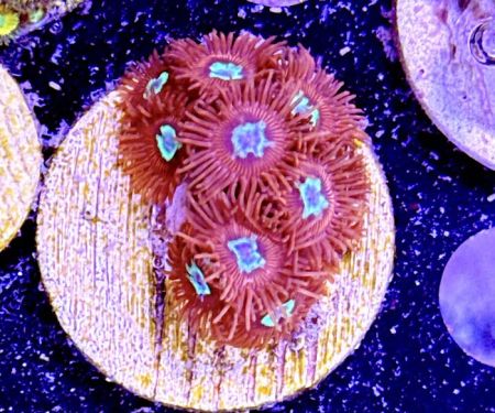 Long Island Corals