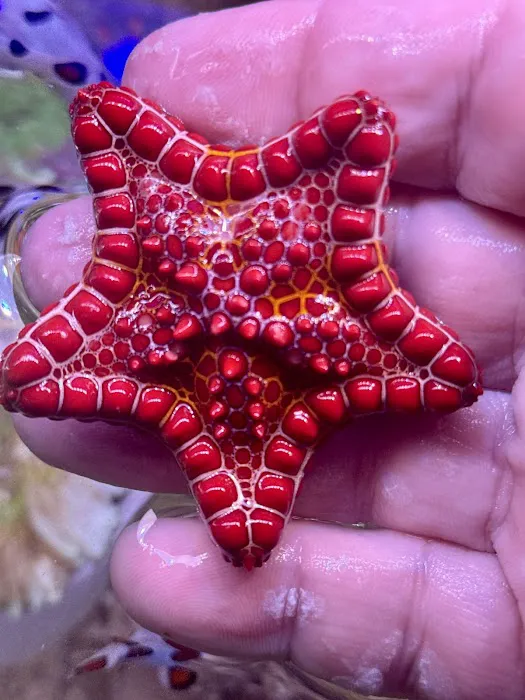Long Island Corals Picture 3