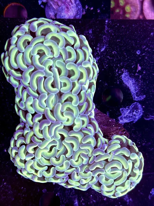 Long Island Corals Picture 2