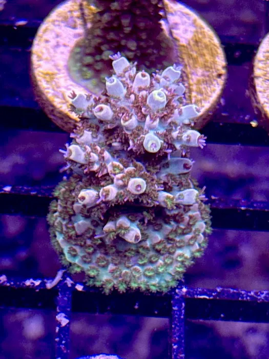 Long Island Corals Picture 7