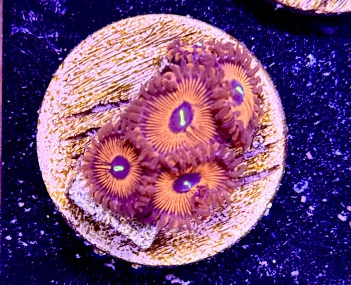 Long Island Corals Picture 4