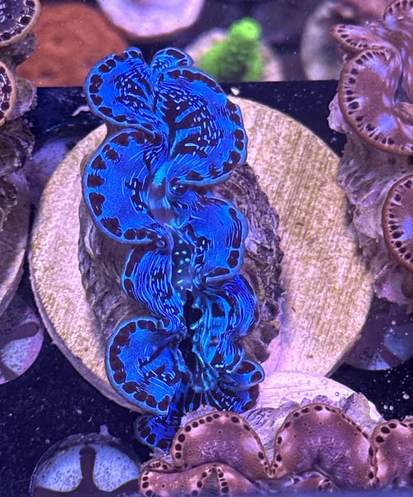 Long Island Corals Picture 5