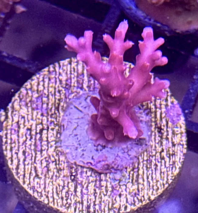 Long Island Corals Picture 6