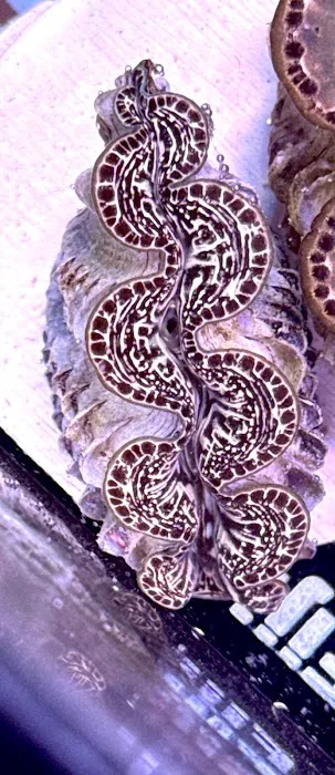 Long Island Corals Picture 9