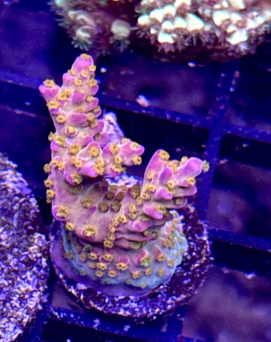 Long Island Corals Picture 10