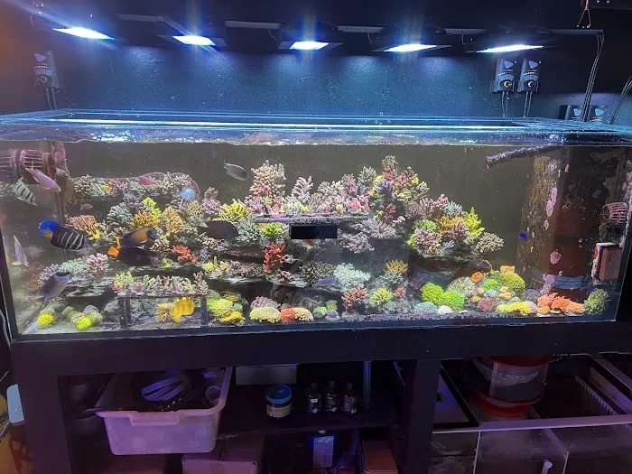 Tropical Island Aquarium Salt Water Fish Store Long Island Picture 3