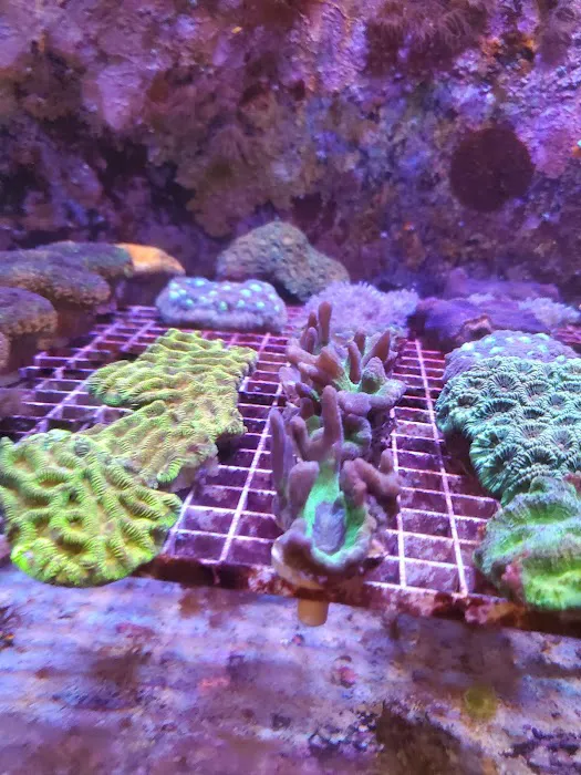 Tropical Island Aquarium Salt Water Fish Store Long Island Picture 2