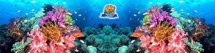 Tropical Island Aquarium Salt Water Fish Store Long Island Picture 1