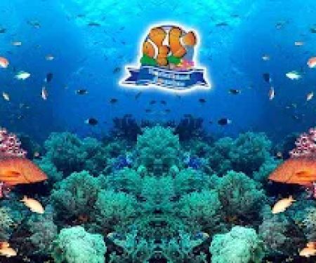 Tropical Island Aquarium Salt Water Fish Store Long Island