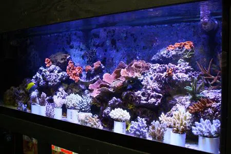 Tropical Island Aquarium Salt Water Fish Store Long Island Picture 4