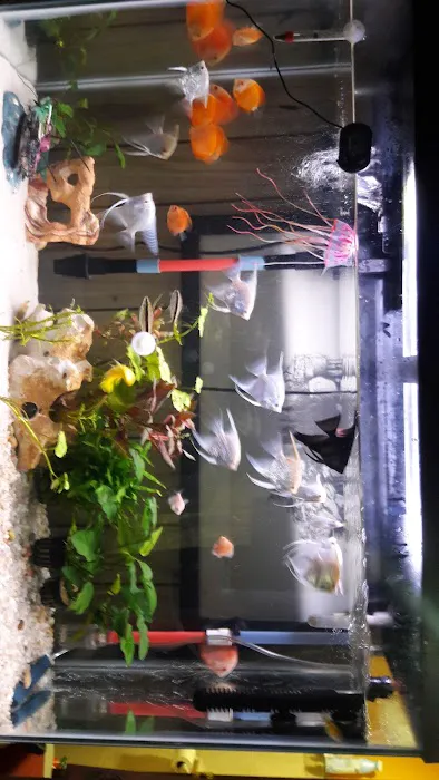 Tropical Island Aquarium Salt Water Fish Store Long Island Picture 6