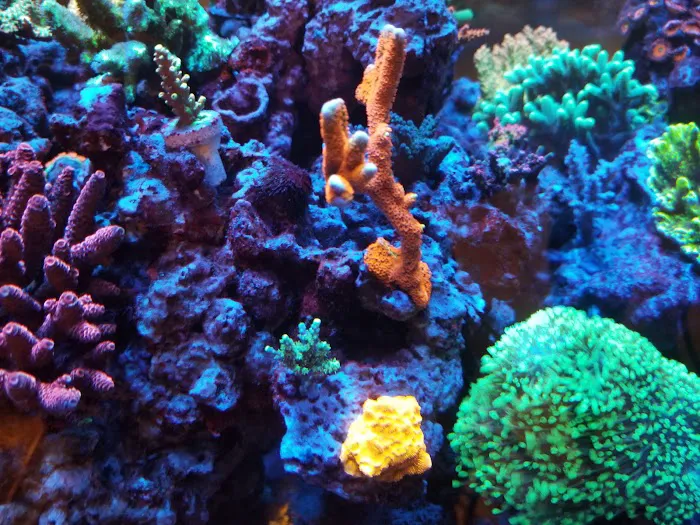 Tropical Island Aquarium Salt Water Fish Store Long Island Picture 9